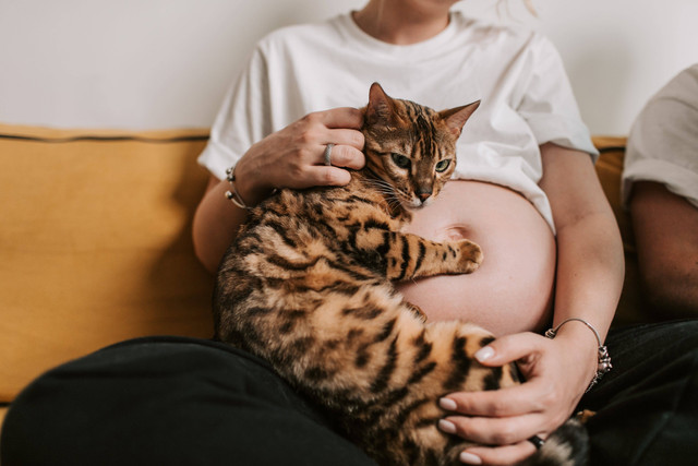 Ilustrasi ibu hamil memelihara kucing. Foto: Pexels.com