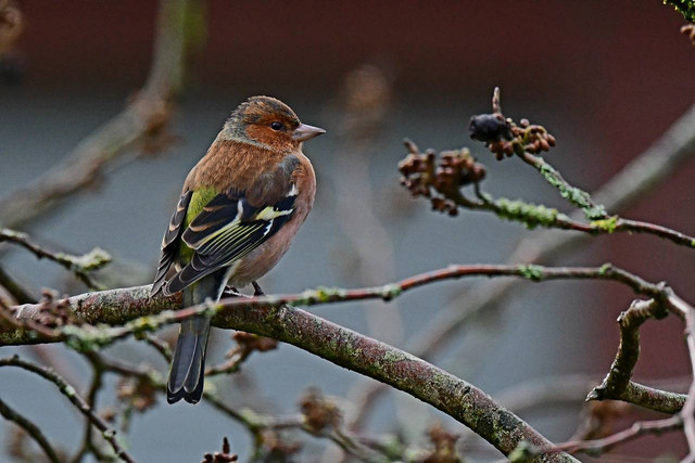 Ilustrasi jenis burung kutilang. Sumber foto: Dr. Georg Wietschorke (Pixabay).
