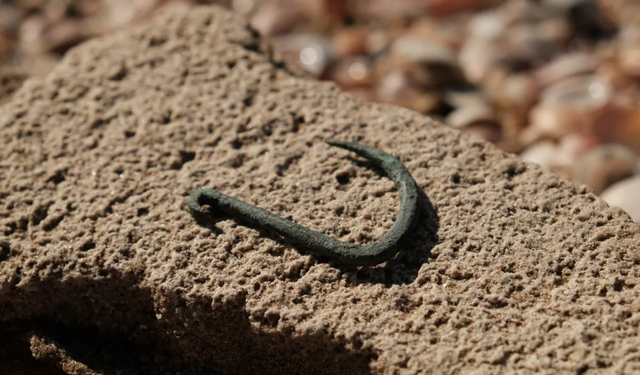 Kail pancing berusia 6.000 tahun lalu. Foto: Emil Aladjem/Israel Antiquities Authority