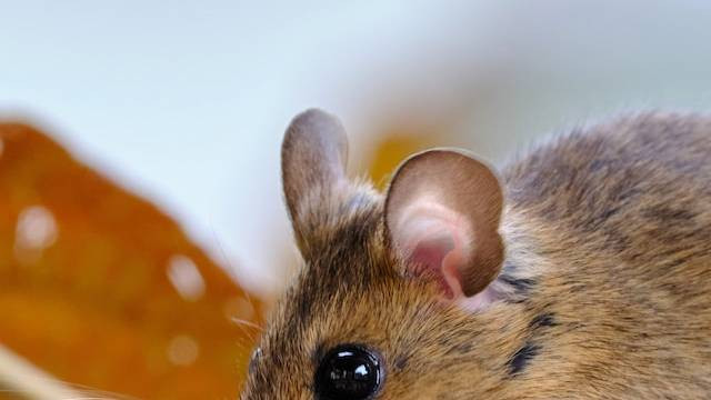 Ilustrasi cara mengusir tikus di rumah dengan suara, foto oleh Marcus Ganahl di Unsplash