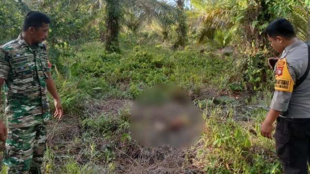 Penemuan kerangka manusia di lahan perkebunan sawit di Kabupaten Pasangkayu, Sulawesi Barat. Foto: Istimewa