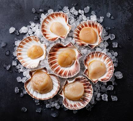 Ilustrasi Kunci Jawaban Teka-teki untuk Soal Jenis Kerang. Sumber: www.pixabay.com