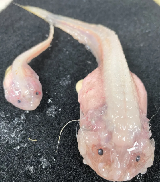 Penampakan ikan yang hidup di kedalaman lebih dari 8.000 meter di bawah permukaan laut.  Foto: Minderoo-UWA Deep Sea Research Centre