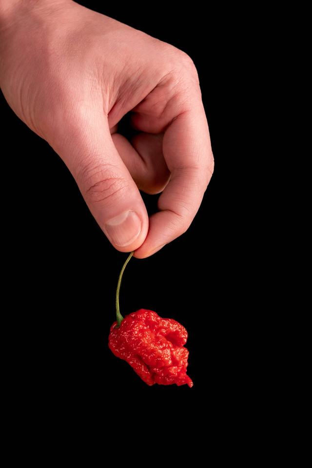 Cabai terpedas di dunia, Pepper X. Foto: Bykfa/Shutterstock
