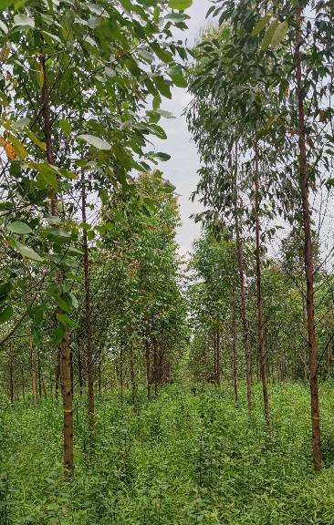 Plot uji Eucalyptus pellita. Foto Dokumentasi : Neo Endra Lelana.