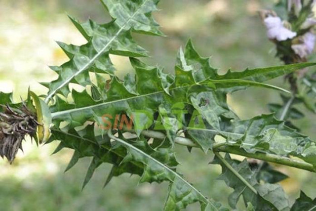 (Sumber : https://www.pertanianku.com/khasiat-daun-daruju-untuk-menyembuhkan-penyakit/)