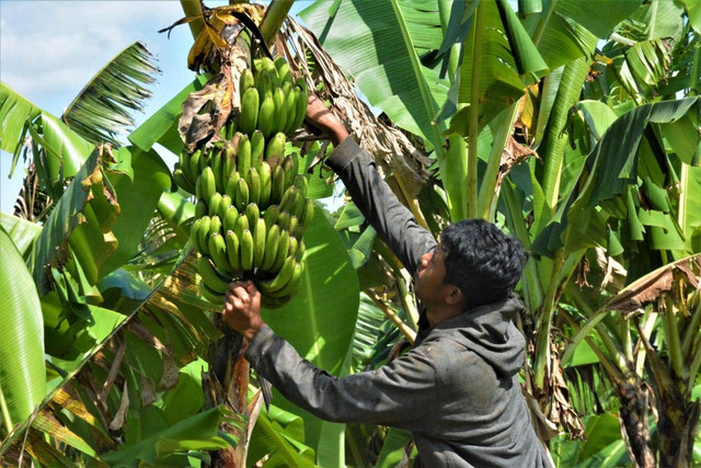 SAE Ngajum Lapas Kelas I Malang Panen Buah Pisang Hasil Pertanian (sumber:lapasmalang)