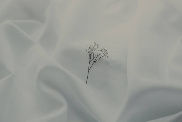 Ilustrasi filosofi bunga Edelweis. Sumber foto: Kassia Melo/Pexels