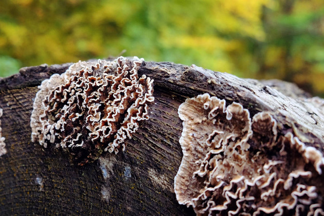 Ilustrasi fungi. Foto: Alex Manders/Shutterstock