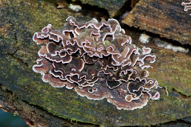 Ilustrasi jamur silver leaf (Chondrostereum purpureum). Foto: Gerrit Lammers/Shutterstock