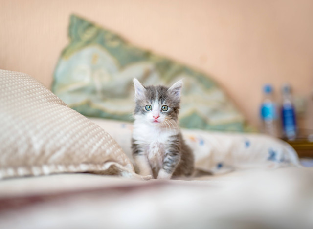 Ilustrasi Cara Merawat Kucing. Foto: Unsplash/Kote Puerto.