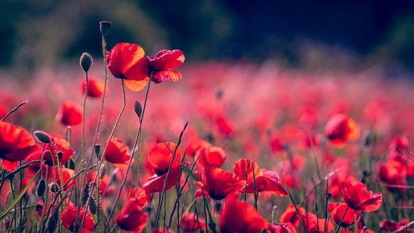 Ilustrasi Filosofi Warna Merah. Sumber: Pixabay