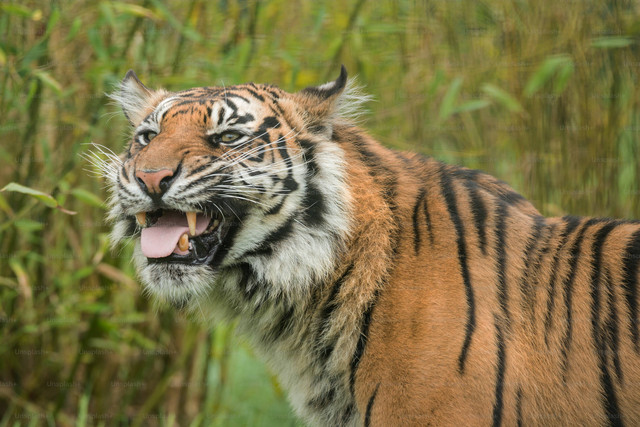Ilustrasi Filosofi Harimau. Sumber: Unsplash