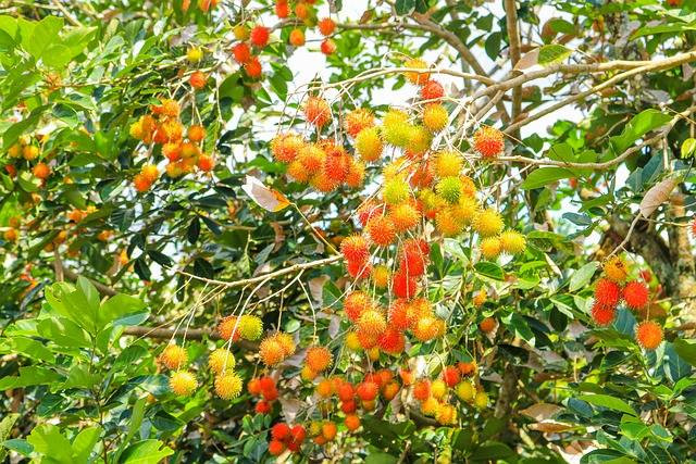 Ilustrasi cara mencangkok pohon rambutan. Sumber foto: Pixabay