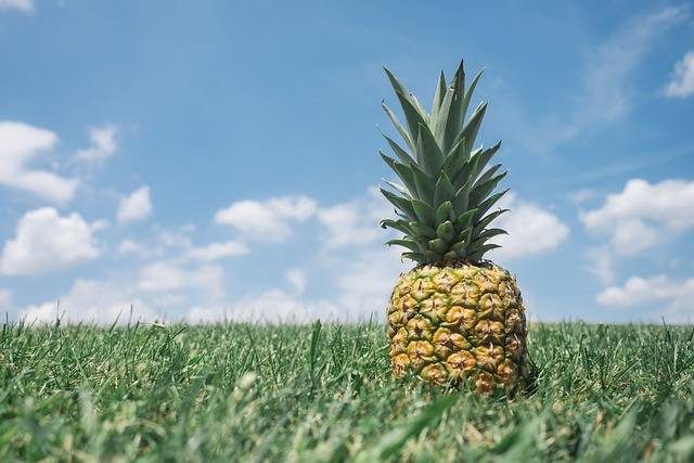 Ilustrasi cara menanam nanas. Foto: Pixabay