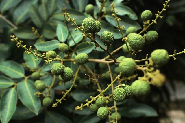 Ilustrasi cara mencangkok pohon kelengkeng. Foto: Pixabay