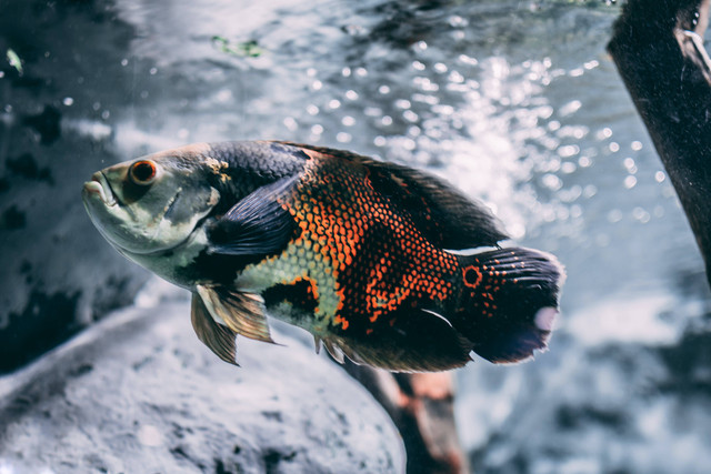 Ilustrasi : Ikan Aquascape yang Bisa Dicampur. Sumber : Enrique Grisales/pexels.com