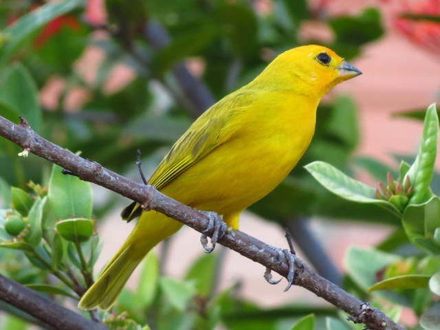 Ilustrasi Cara Memandikan Burung Kenari, Foto: dok. Dieny Portinanni (Unsplash)