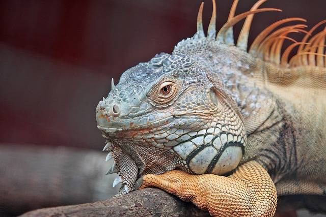 Ilustrasi makanan iguana agar cepat besar (Pixabay)