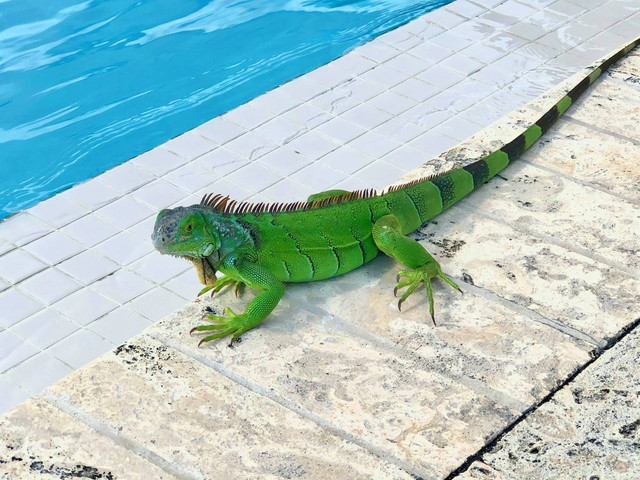 Foto ilustrasi: Cara Memandikan Iguana, sumber: Unsplash