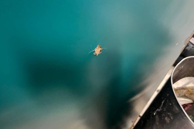 Dinding chek-in counter yang terkena tembakan pistol Dirut PT Berdikari,Harry Warganegara.  Foto: Dok. Istimewa