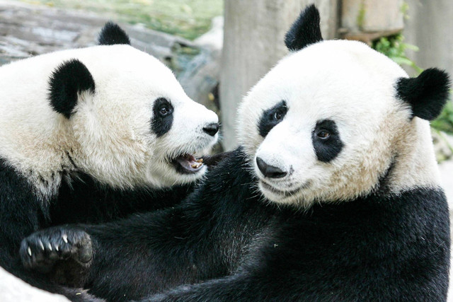 Dua panda raksasa yang dipinjamkan ke Thailand dari China, Chuang Chuang dan Lin Hui di Kebun Binatang Chiang Mai di Chiang Mai, Thailanda, pada 3 September 2005. Foto: PORNCHAI KITTIWONGSAKUL / AFP