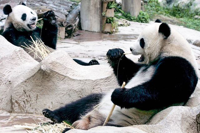Dua panda raksasa yang dipinjamkan ke Thailand dari China, Chuang Chuang dan Lin Hui di Kebun Binatang Chiang Mai di Chiang Mai, Thailanda, pada 3 September 2005. Foto: PORNCHAI KITTIWONGSAKUL / AFP