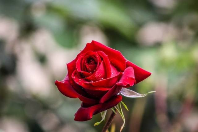 Ilustrasi filosofi mawar merah, sumber foto: samer daboul by pexels.com