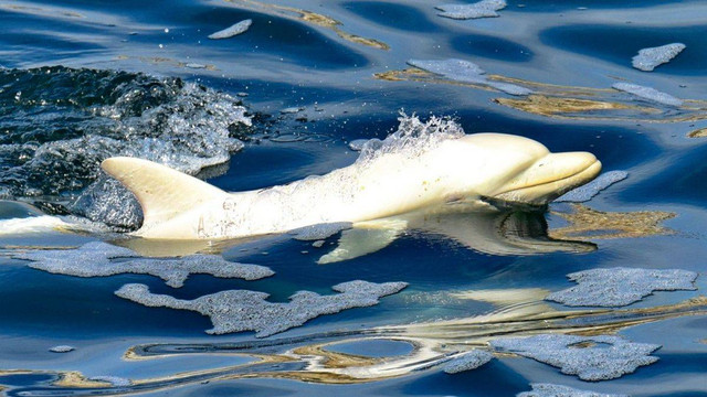 Lumba-lumba hidung botol Indo-Pasifik (Tursiops aduncus) albino tertangkap kaemra di Algoa Bay, provinsi Eastern Cape, Afrika Selatan. Ini merupakan penampakan pertama di Afrika. Foto: Lloyd Edwards/Raggy Charters