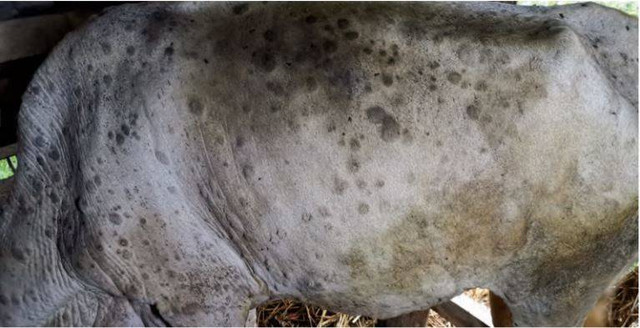 Sapi terinfeksi Lumpy Skin Disease (sumber: http://bbvetwates.ditjenpkh.pertanian.go.id/)