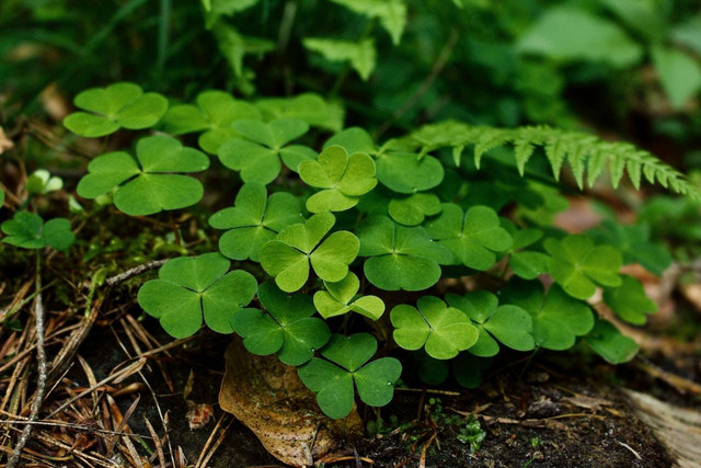 Ilustrasi foto filosofi empat daun semanggi. Sumber foto: Unsplash