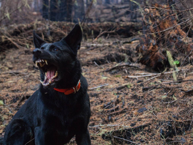 Foto ilustrasi: Ciri-ciri Anjing Rabies, sumber: Unsplash