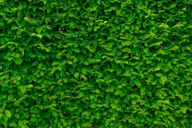 Ilustrasi vertical garden adalah, sumber foto: PhotoMIX Company by pexels.com