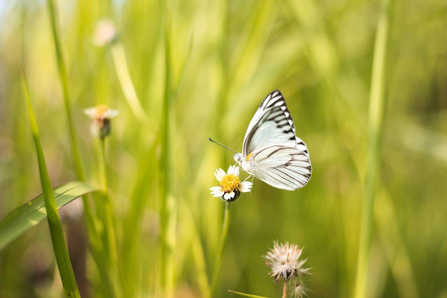 Ilustrasi butterflu hug. Sumber foto: Pexels/Satria Bagaskara.