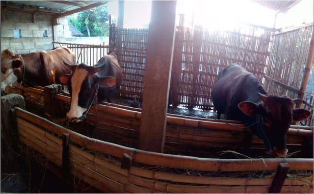 Foto salah satu peternakan kecil milik warga di Kabupaten Karanganyar