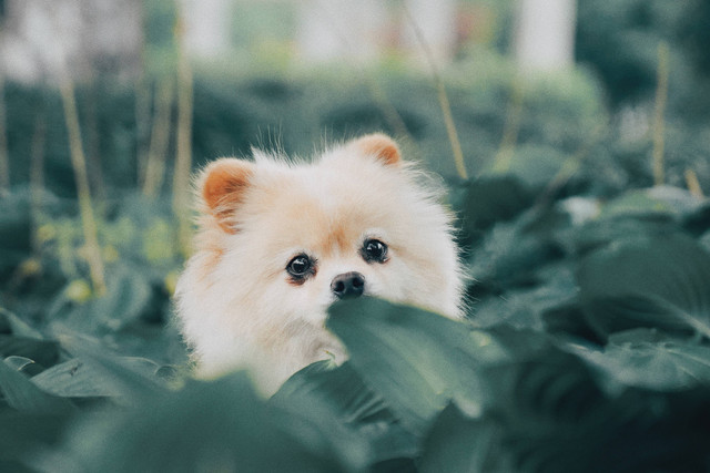 Ilustrasi Anjing Mini Pom. Sumber: Unsplash
