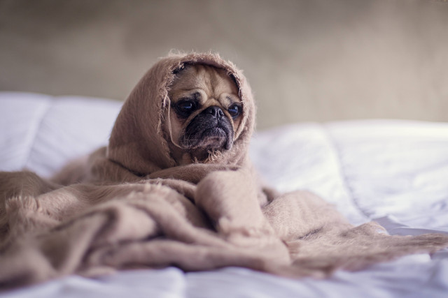 Ilustrasi Cara Mengobati Anjing Flu. Sumber: Unsplash