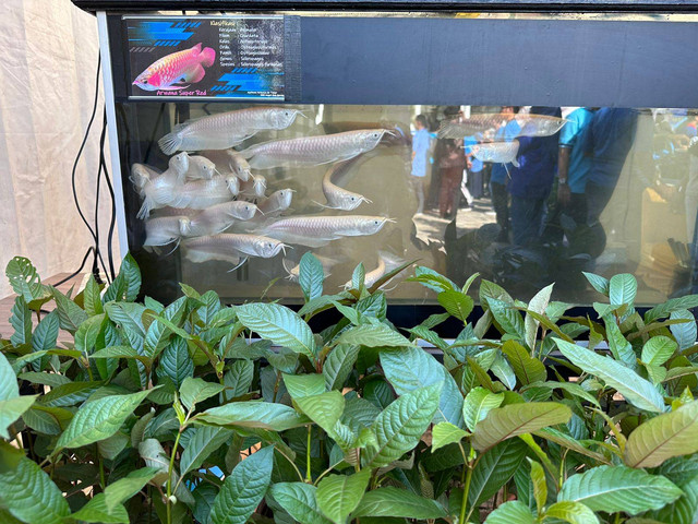 Tanaman kratom dan ikan arwana yang dibudidaya siswa SMK Negeri Hulu Gurung. Foto: Teri/Hi!Pontianak