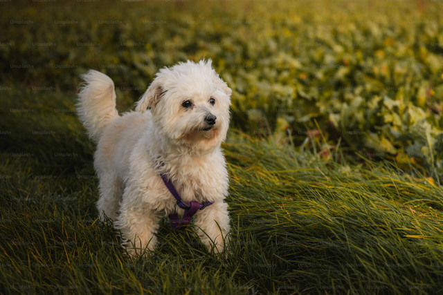 Ilustrasi Cara Merawat Anak Anjing. Sumber: Unsplash