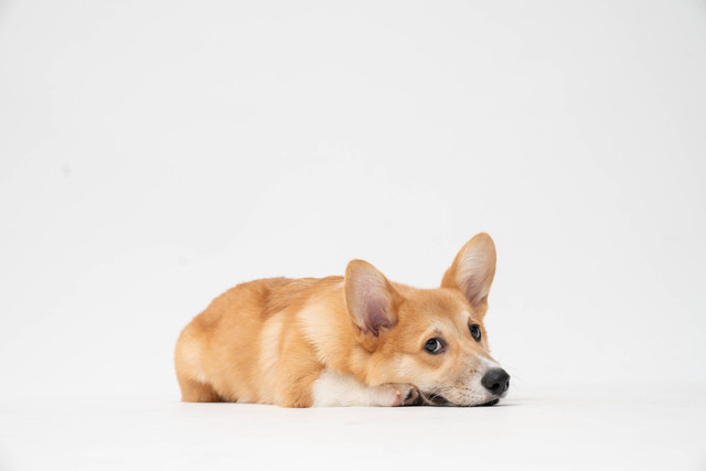 Ilustrasi Apakah Anjing Bisa Haid. Sumber: Unsplash