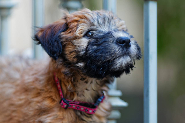 Ilustrasi Mall Pet Friendly di Tangerang. Sumber: Pexels/David Levinson