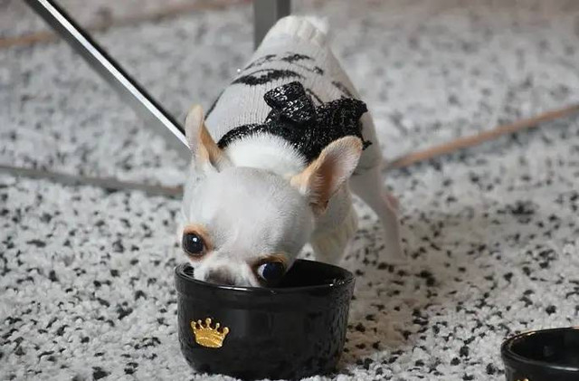 Pearl, pemegang rekor anjing terpendek di dunia. Foto: Guinness World Records