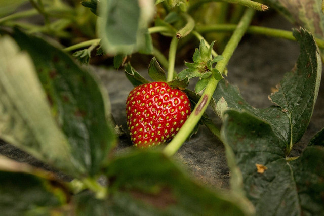 Foto ilustrasi: Cara Menanam Strawberry di Daerah Panas, sumber: Unsplash
