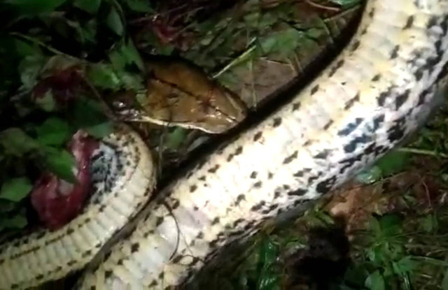 Ular piton 7 meter yang melilit warga di konawe Selatan. Foto: Ist