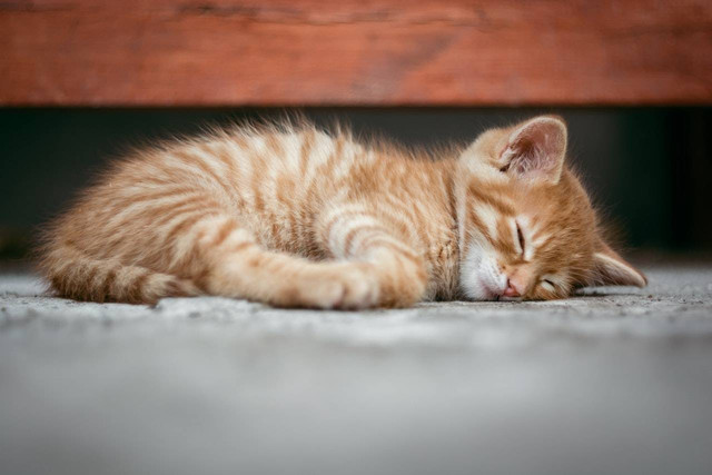 ilustrasi anak kucing (pexels)