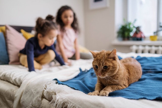 ilustrasi umur kucing dan manusia (pexels)