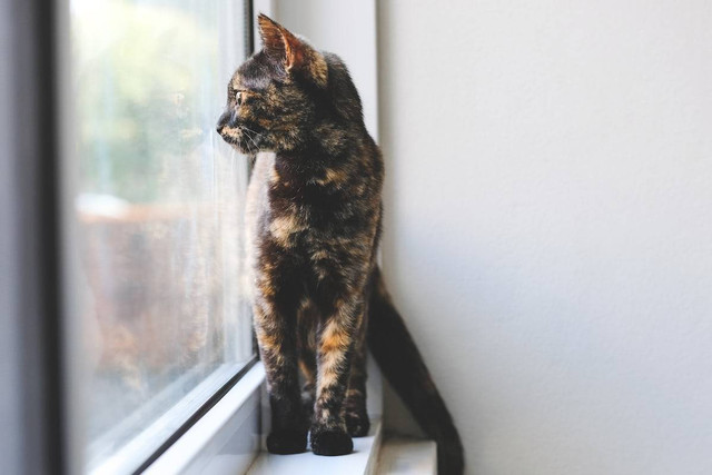 Ilustrasi Kucing Torti. Sumber: Unsplash