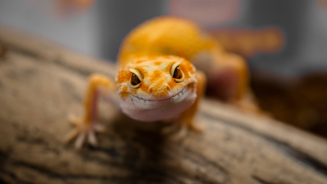 Ilustrasi Cara Merawat Gecko. Sumber: Unsplash