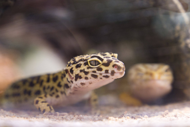 Ilustrasi : Jenis-Jenis Gecko. Sumber : Jimmy Chan/Pexels.com