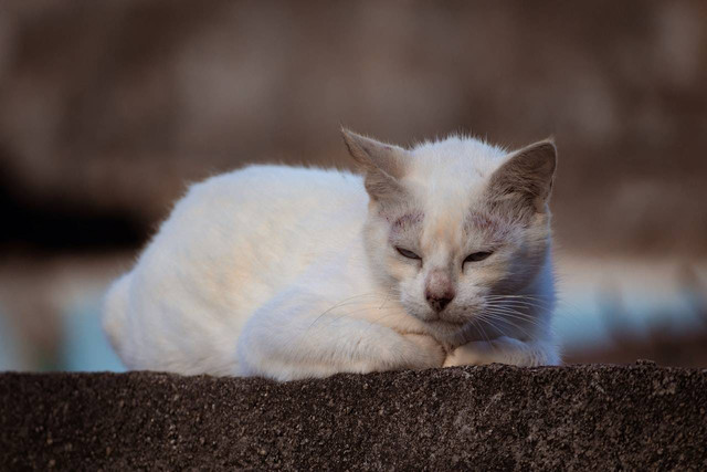 Ilustrasi cara mengobati ringworm pada kucing. Sumber: Wallace Silva/pexels.com 
